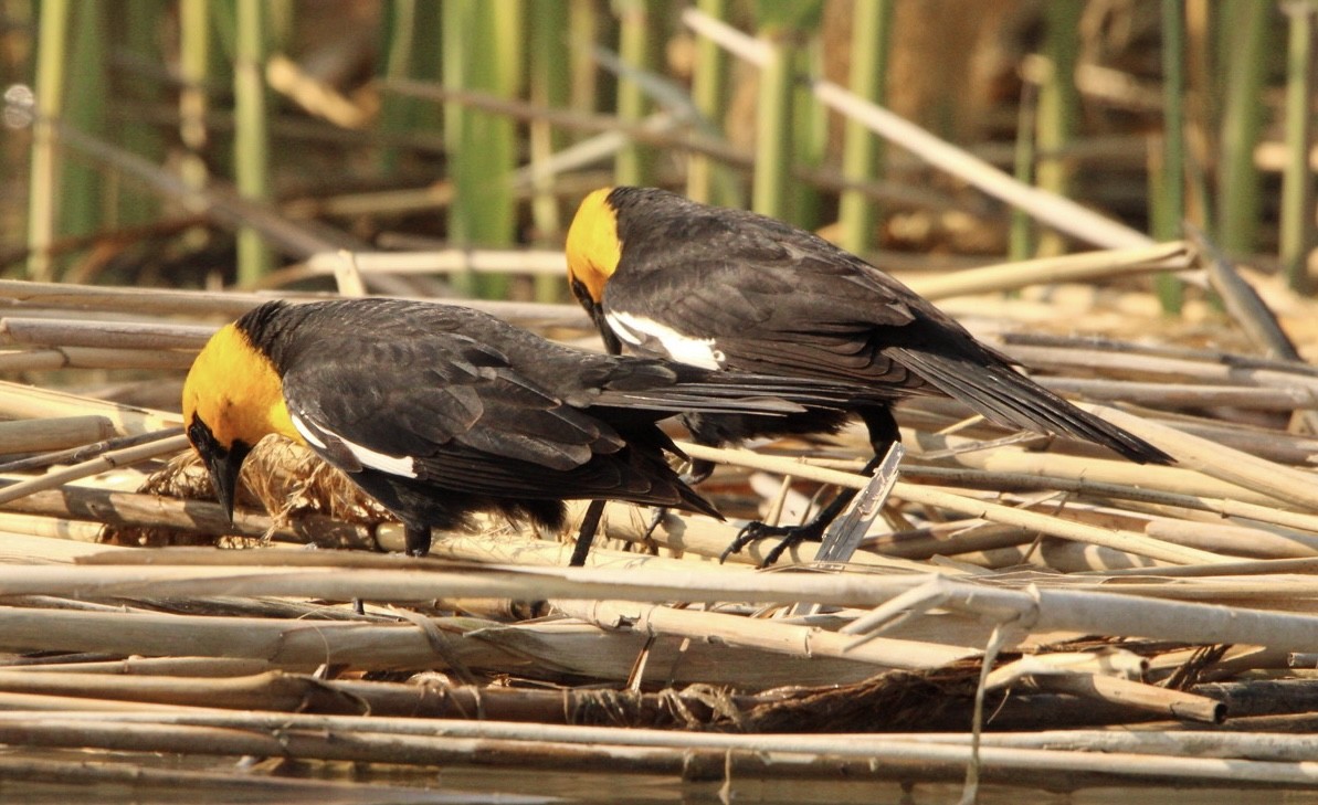 Yellow-headed Blackbird - ML578123811