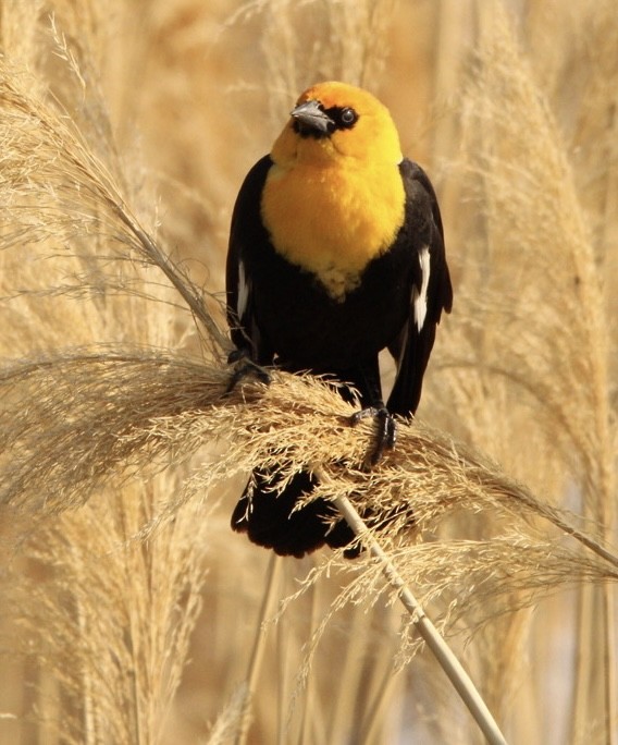 Yellow-headed Blackbird - ML578123821