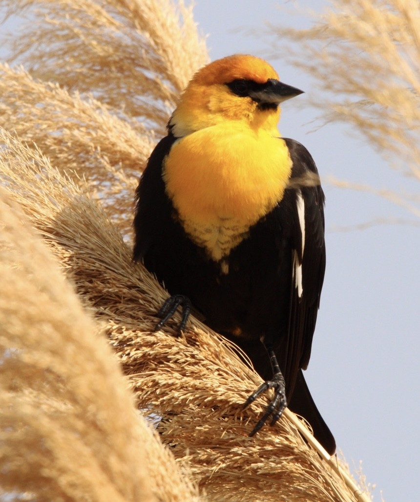 Yellow-headed Blackbird - ML578123831