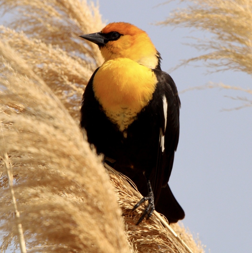 Yellow-headed Blackbird - ML578123841