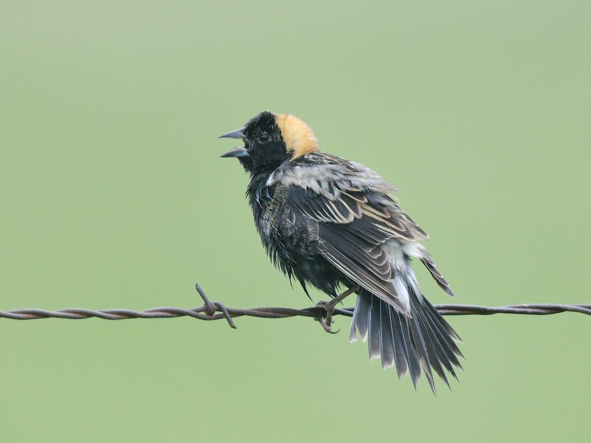 bobolink americký - ML578125021