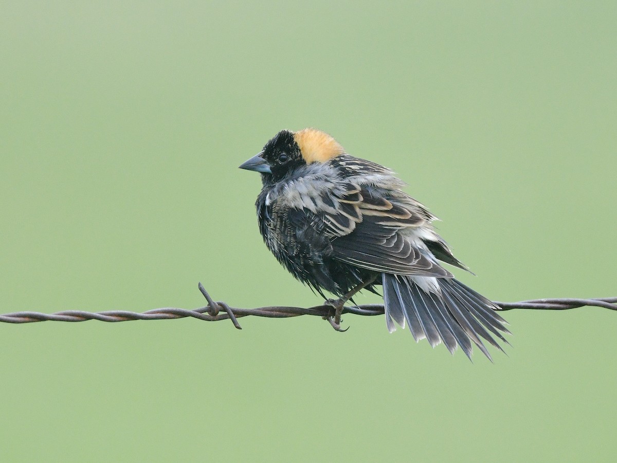 bobolink americký - ML578125881