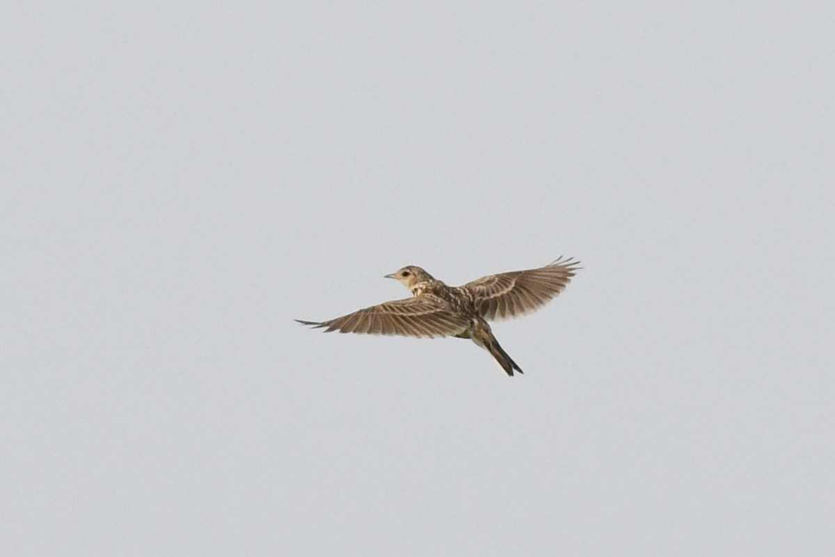 Eurasian Skylark (Far Eastern) - ML578126151