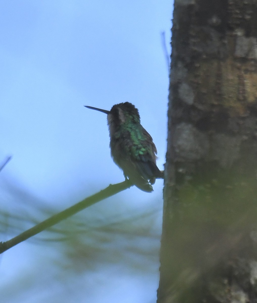 Red-billed Emerald - ML578127511