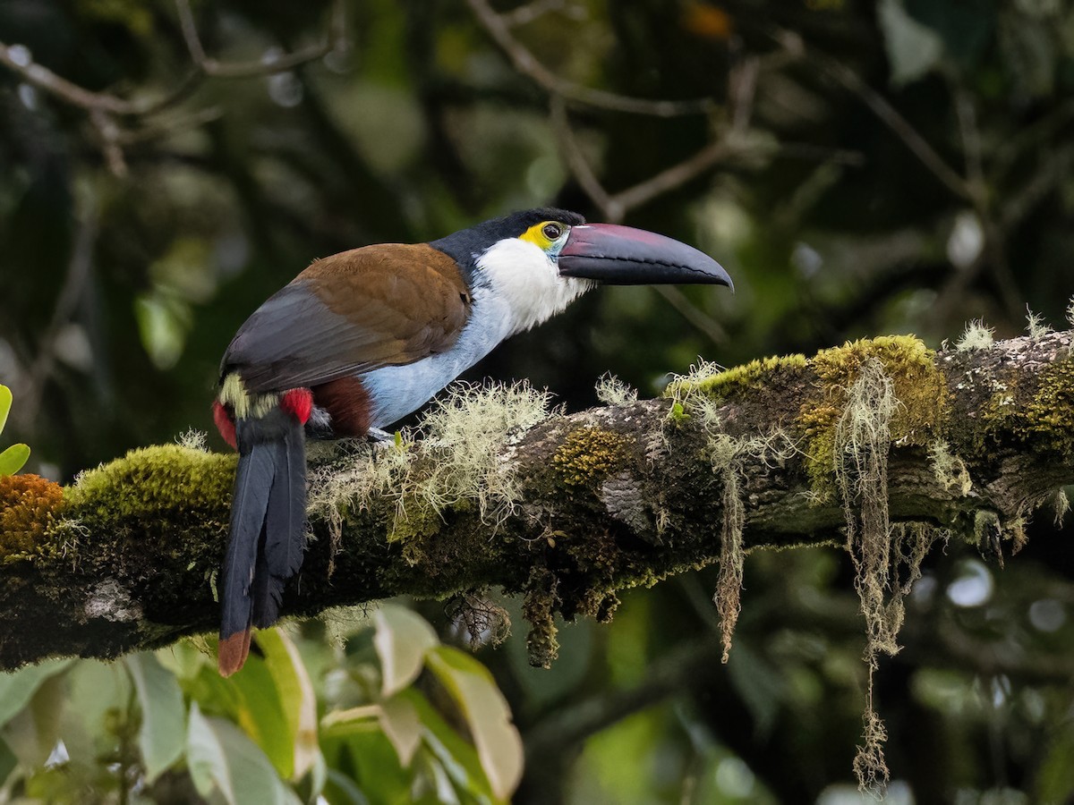 Black-billed Mountain-Toucan - Sara Stokes