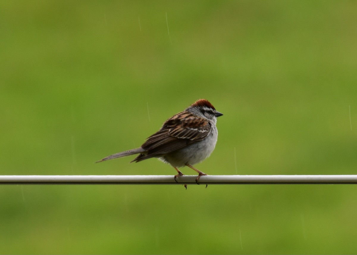 Chipping Sparrow - ML578128471