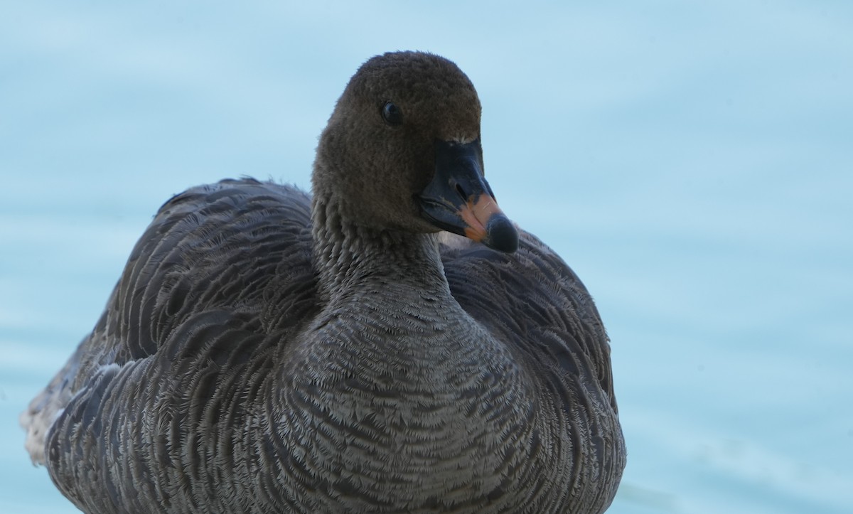 Tundra Bean-Goose - ML578128641