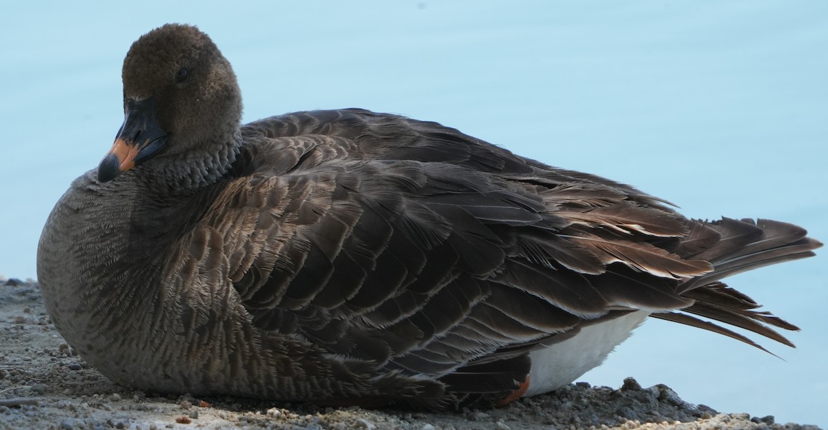 Tundra Bean-Goose - ML578128651