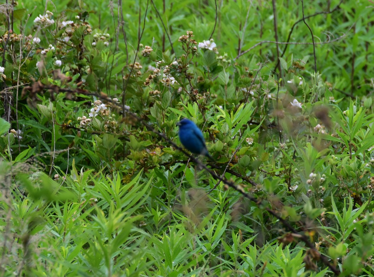 Indigo Bunting - Till Dohse