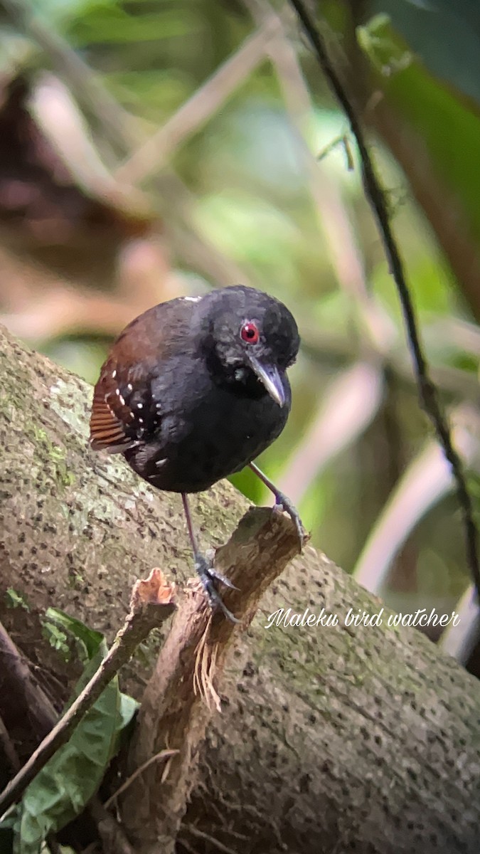 Dull-mantled Antbird - ML578129091