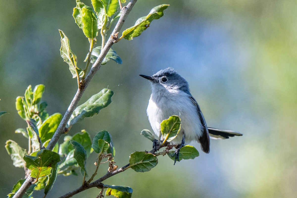 Blue-gray Gnatcatcher - ML578129221