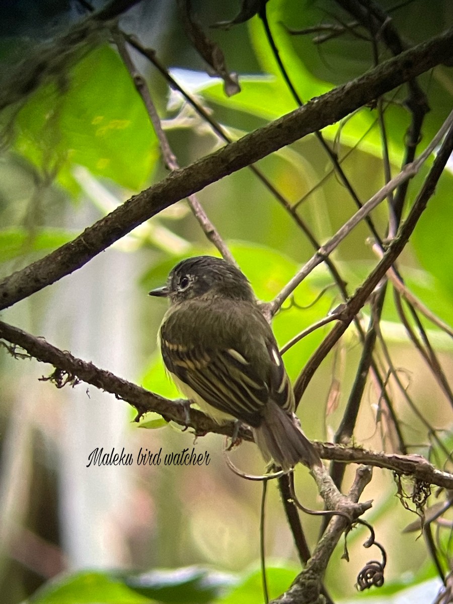 Slaty-capped Flycatcher - ML578129261