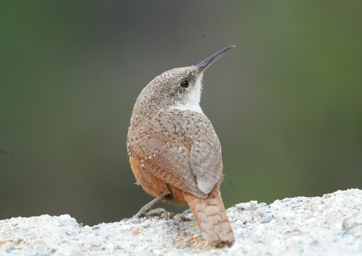 Canyon Wren - ML578129501