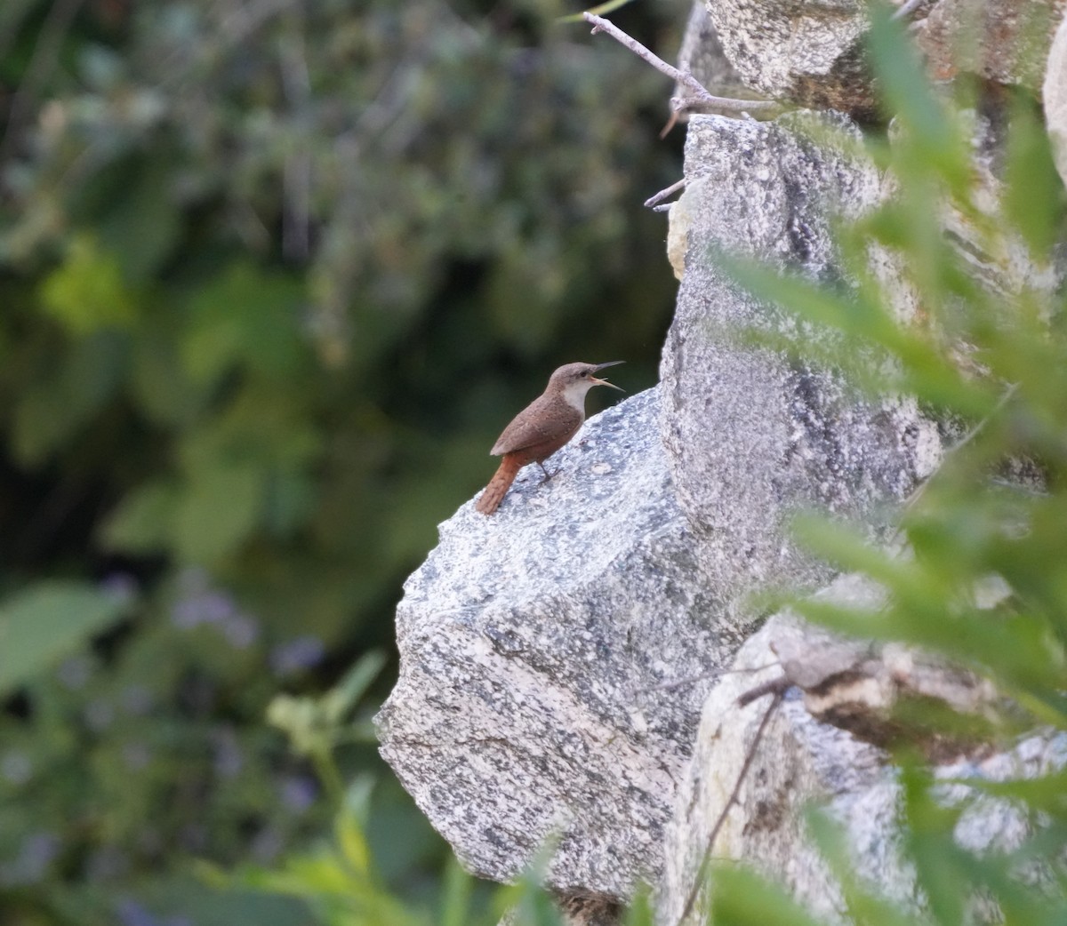 Canyon Wren - Justin Purnell