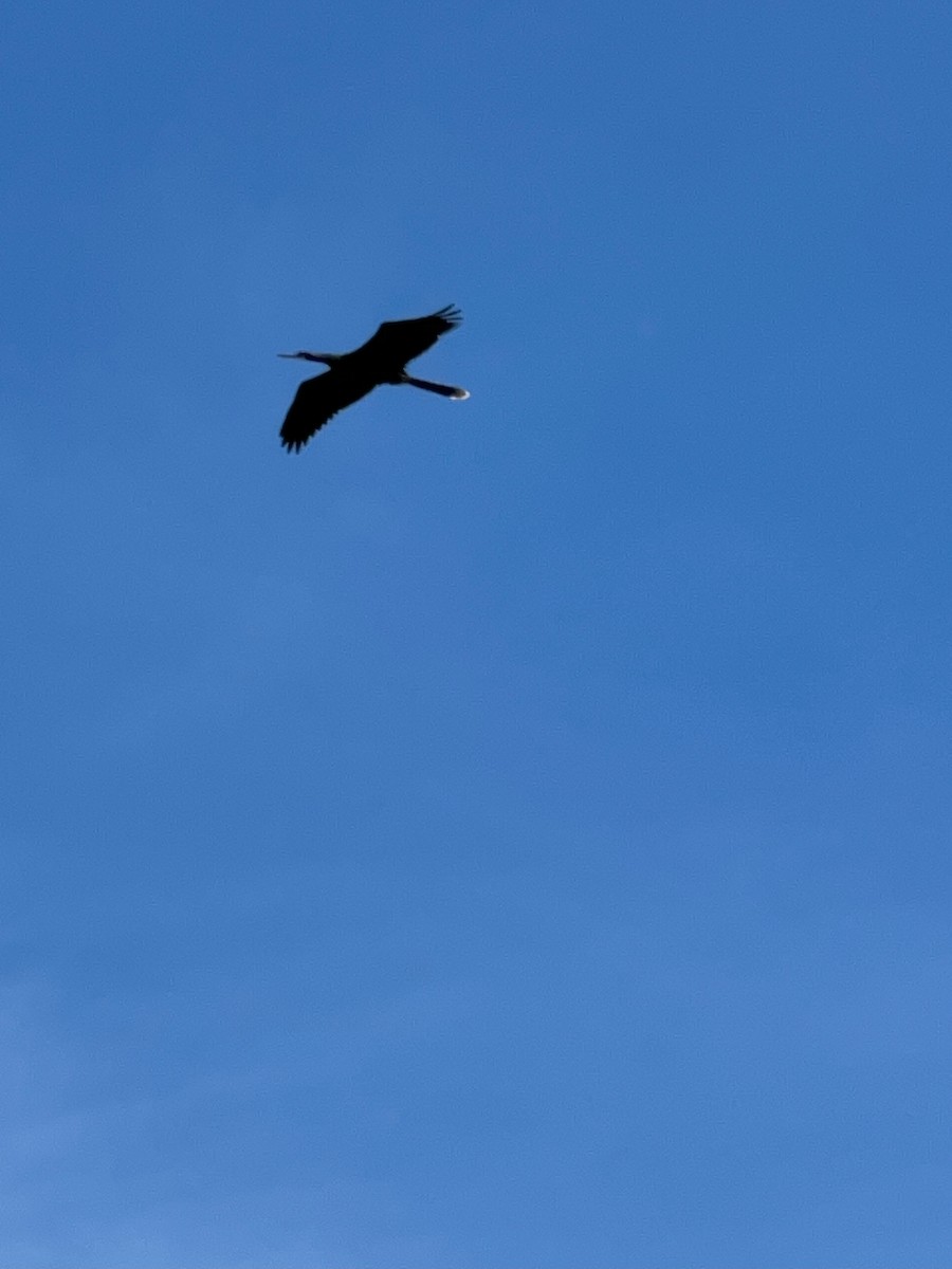 Anhinga - ML578129561