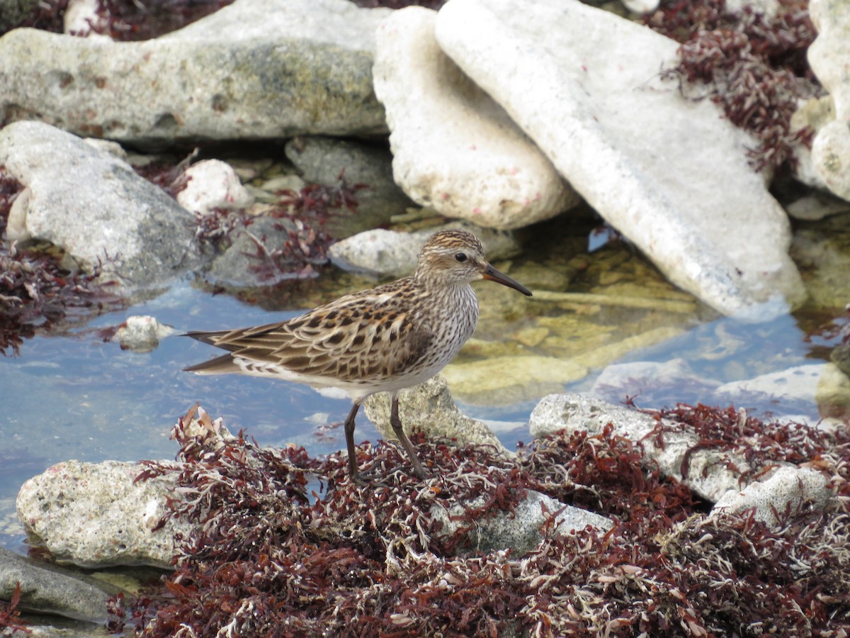 White-rumped Sandpiper - Roland Rumm