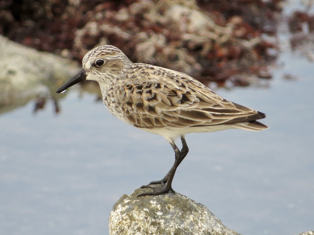 Semipalmated Sandpiper - Roland Rumm