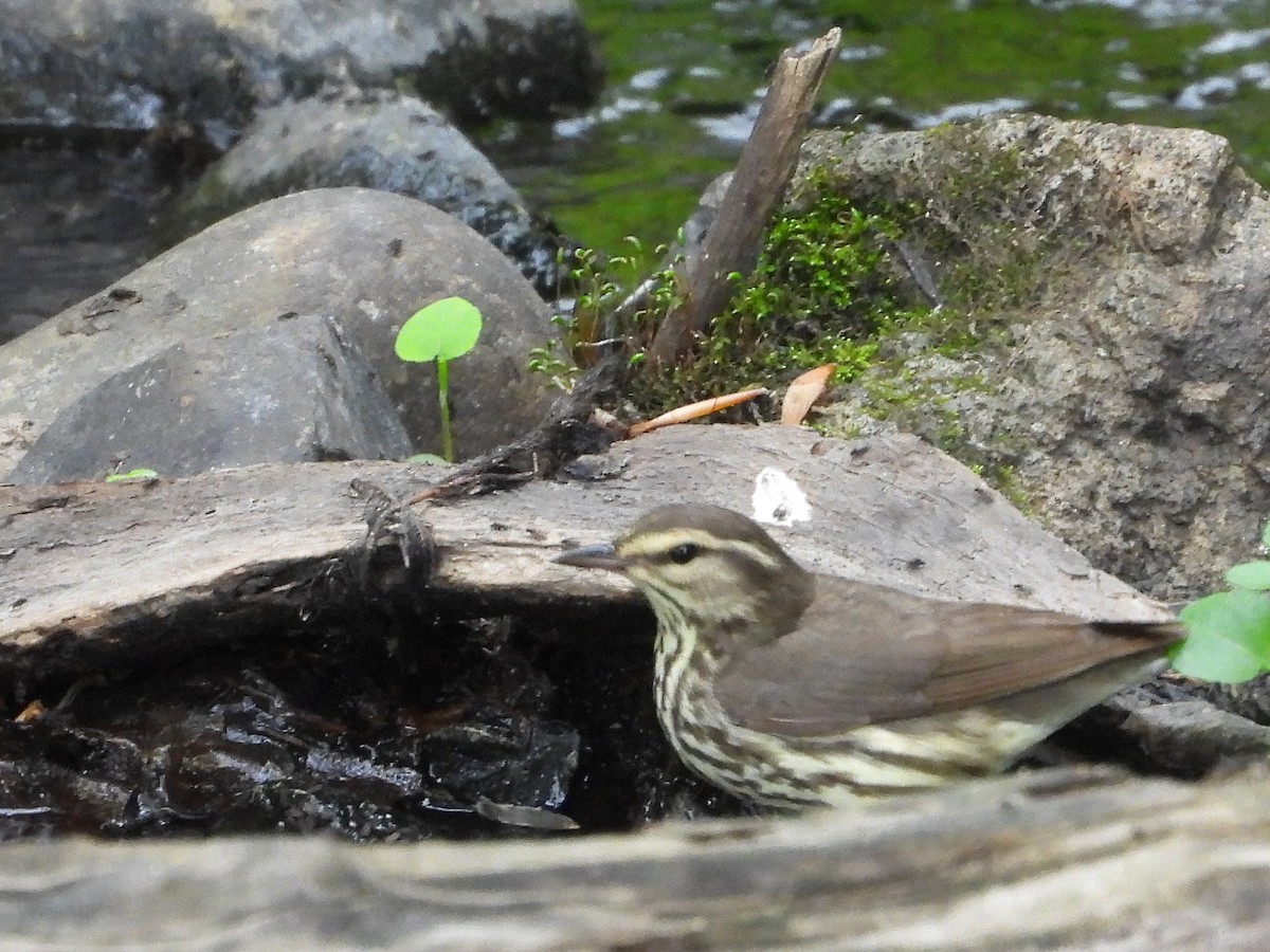 Northern Waterthrush - ML578130181