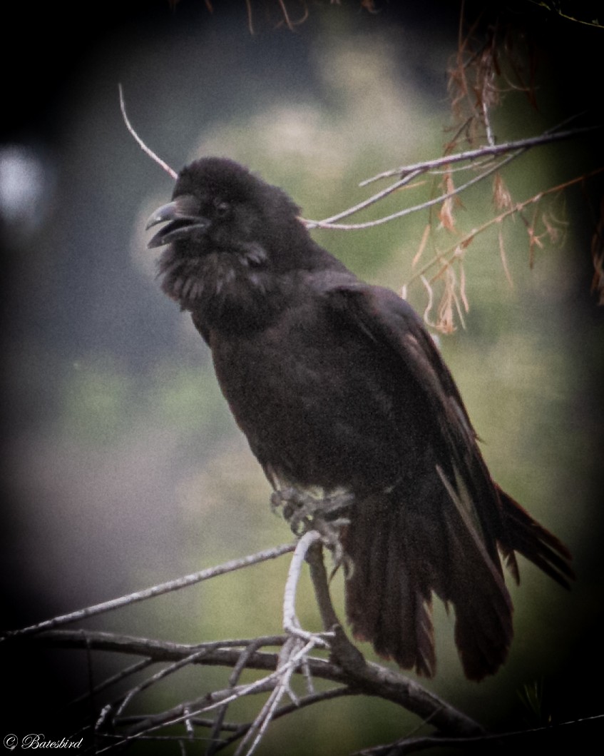 Common Raven - ML578130221