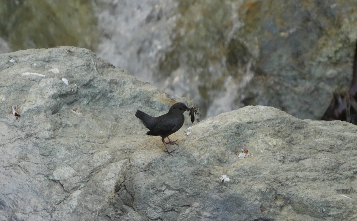 American Dipper - ML578130391