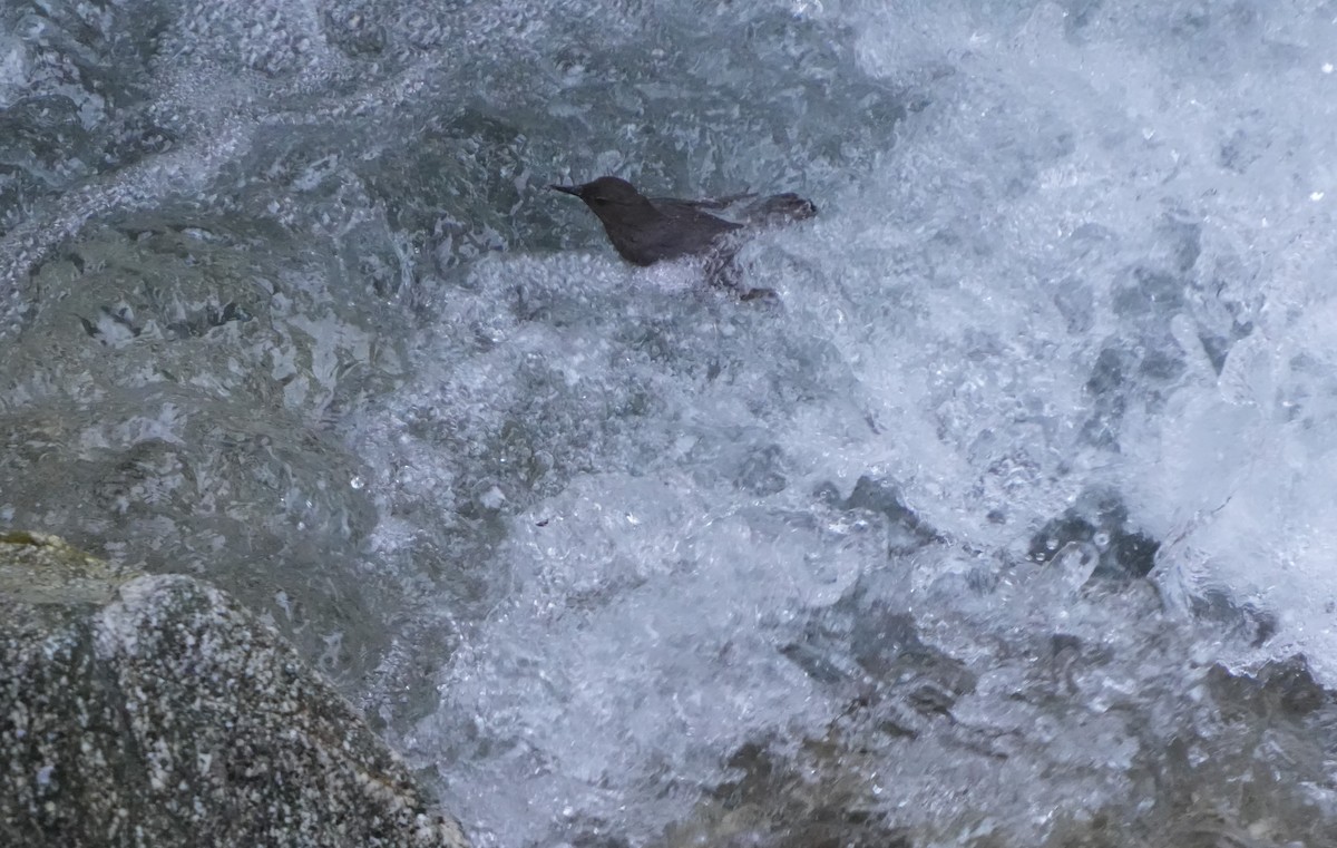 American Dipper - ML578130501