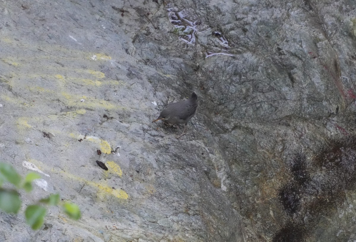 American Dipper - ML578130651