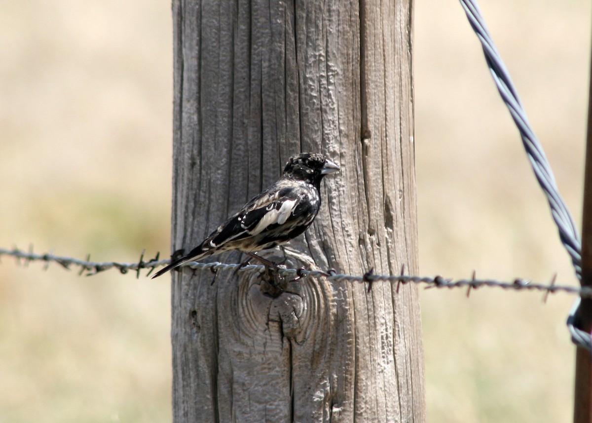 Lark Bunting - ML578130741