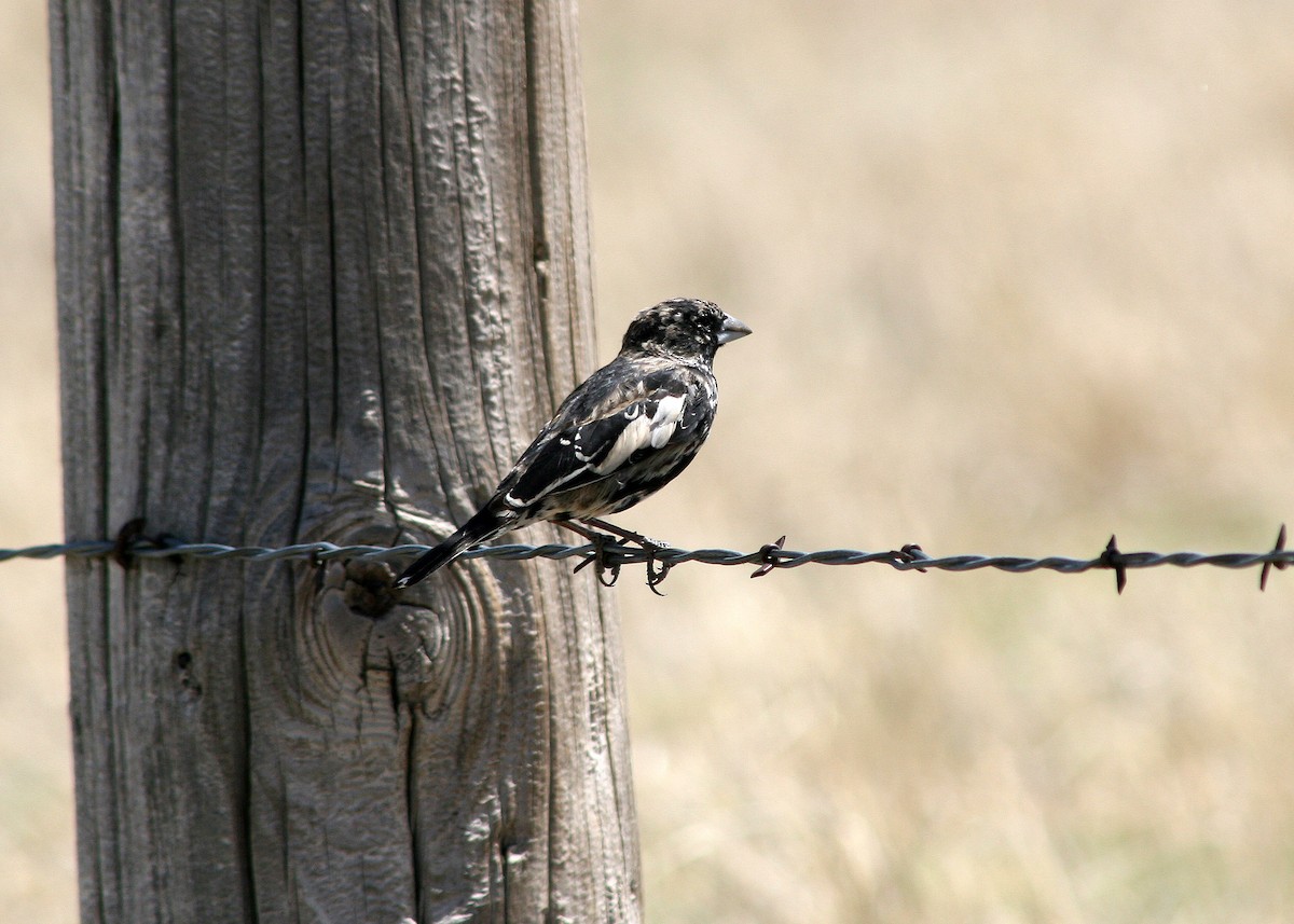 Lark Bunting - ML578130751