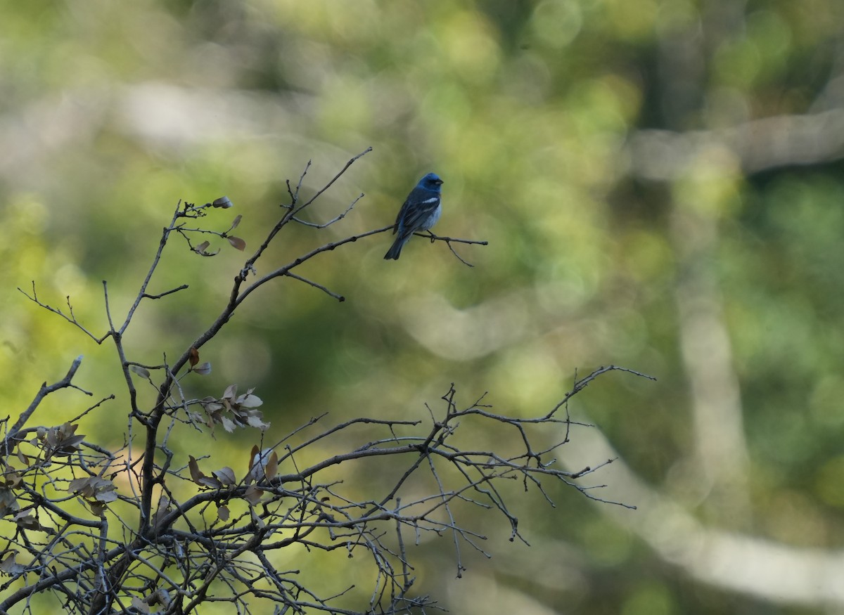 Lazuli Bunting - Justin Purnell