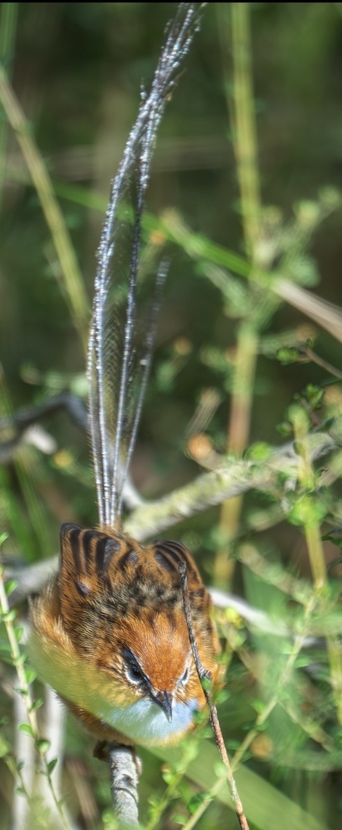 Southern Emuwren - ML578132161