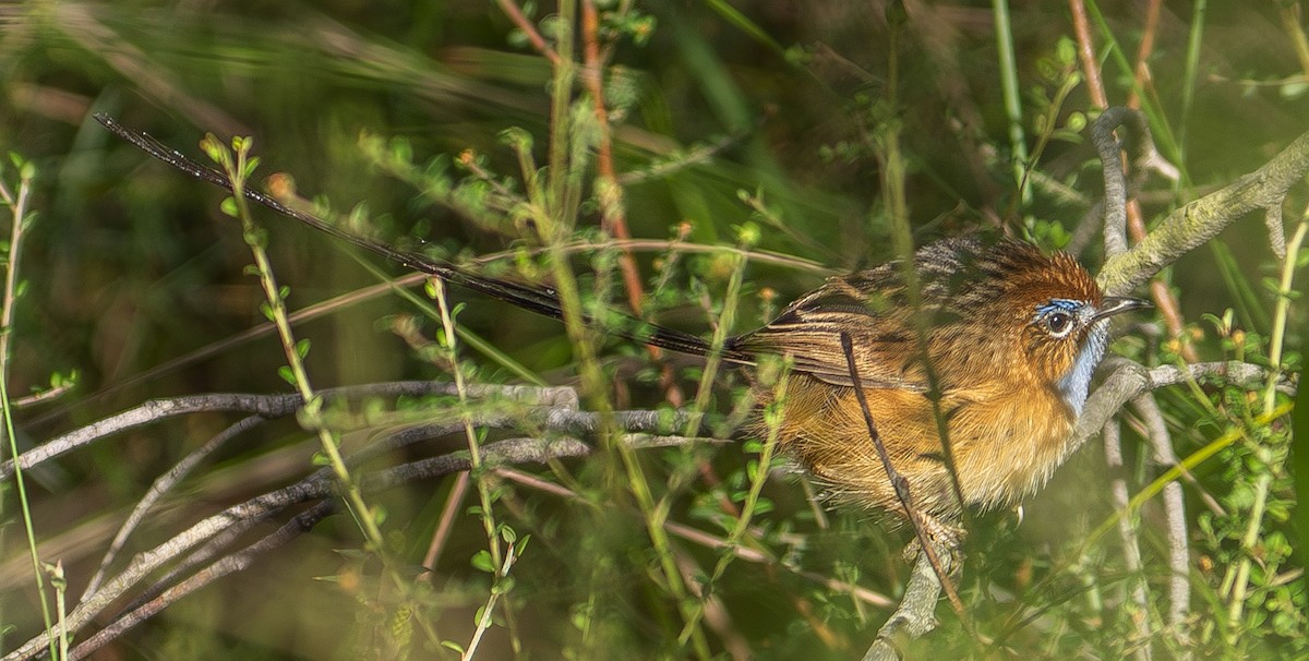 Southern Emuwren - ML578132521
