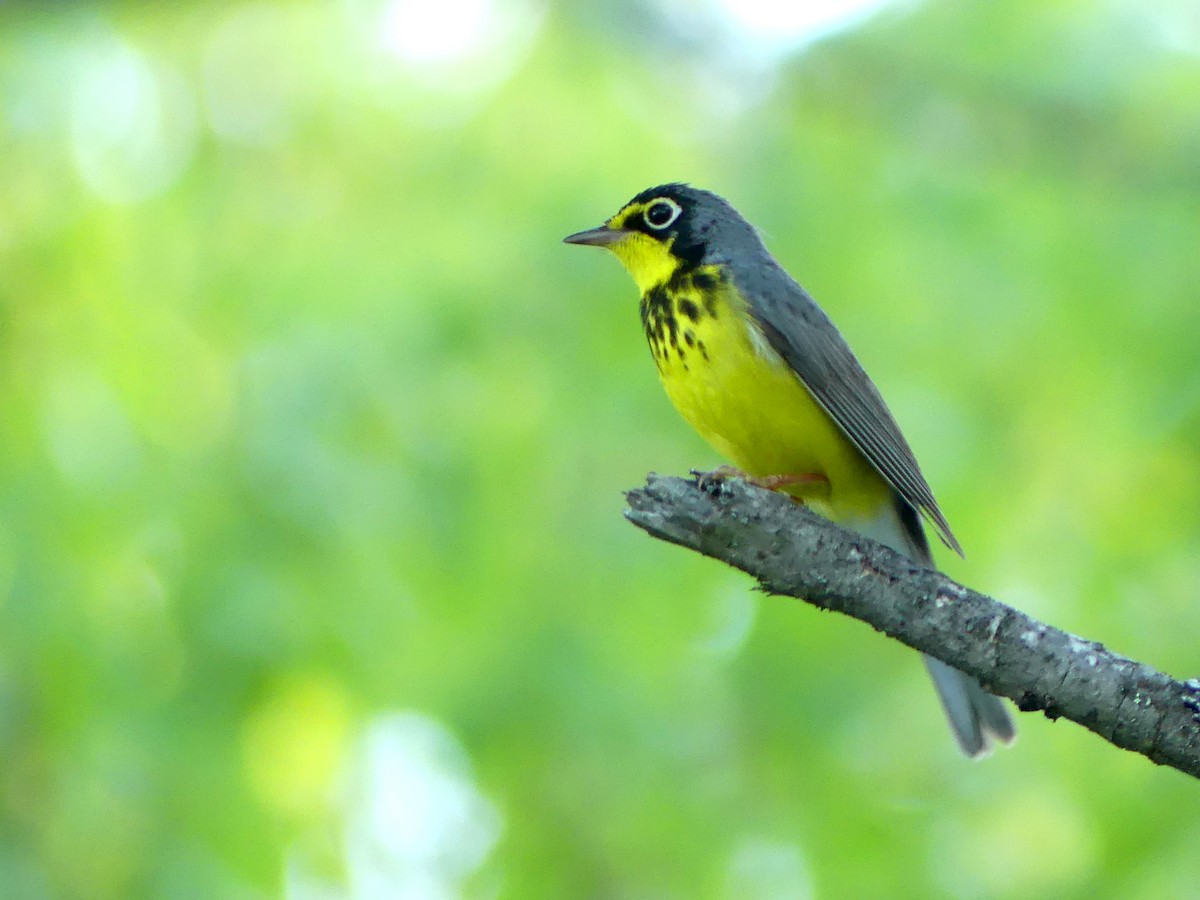 Canada Warbler - ML578132931