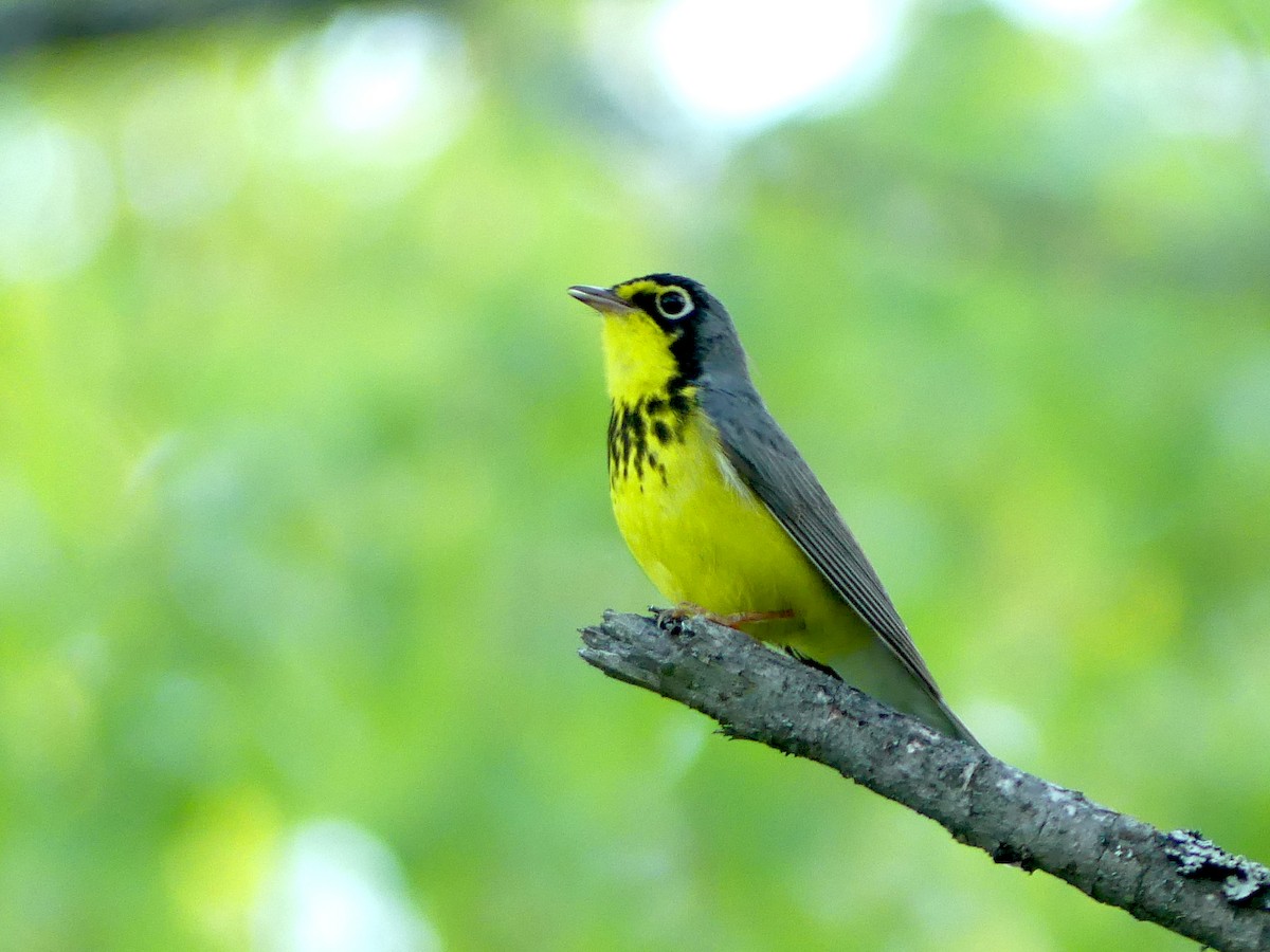 Canada Warbler - Sean Smith