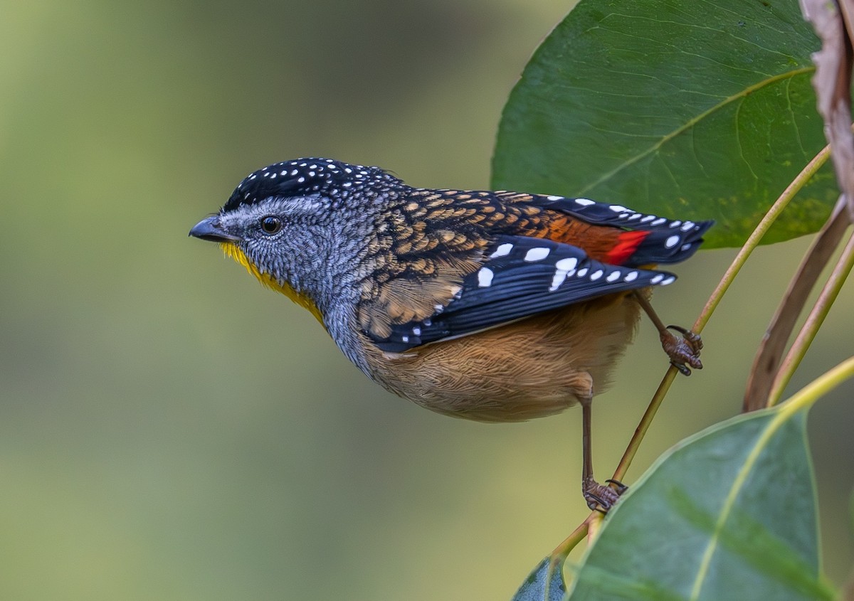 Spotted Pardalote - ML578133241
