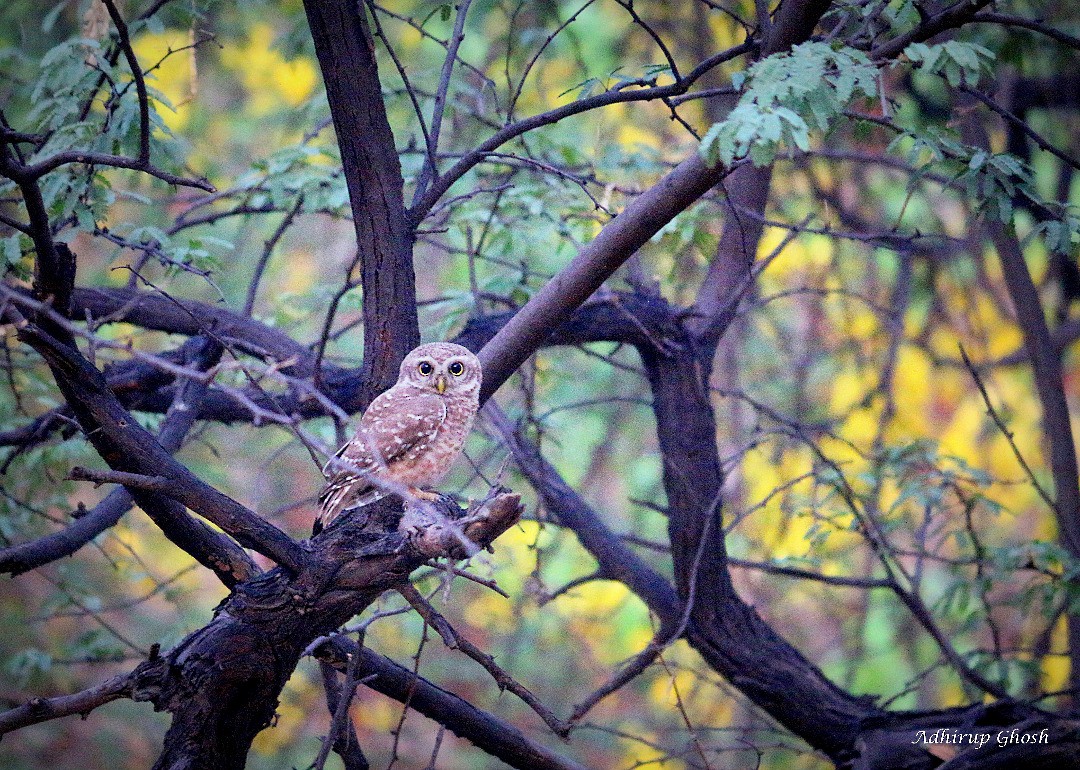 Spotted Owlet - ML57813451