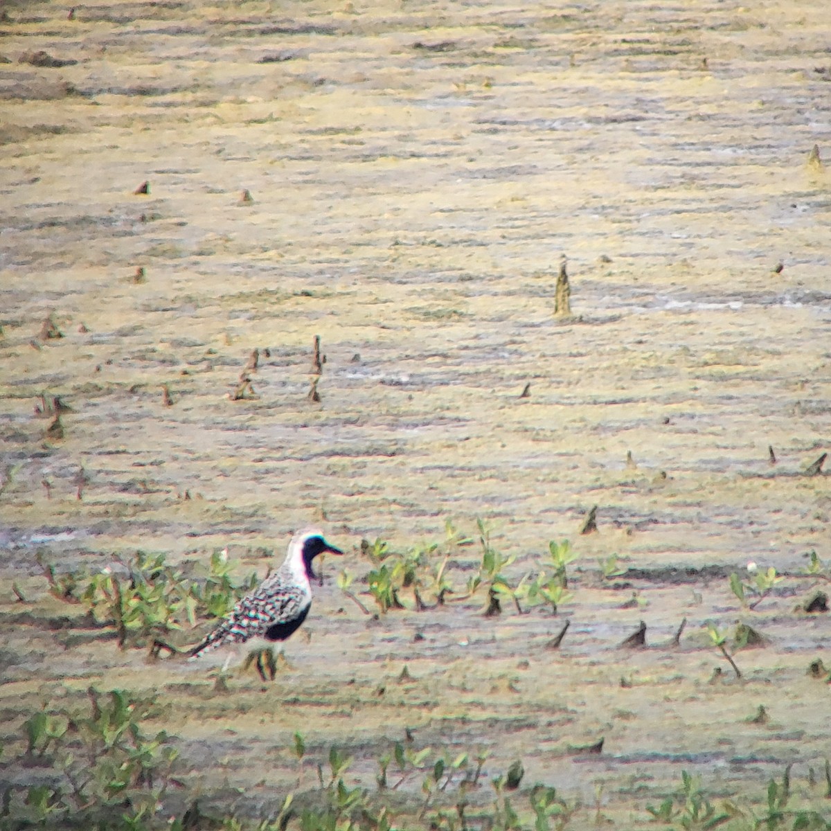 Black-bellied Plover - ML578135581