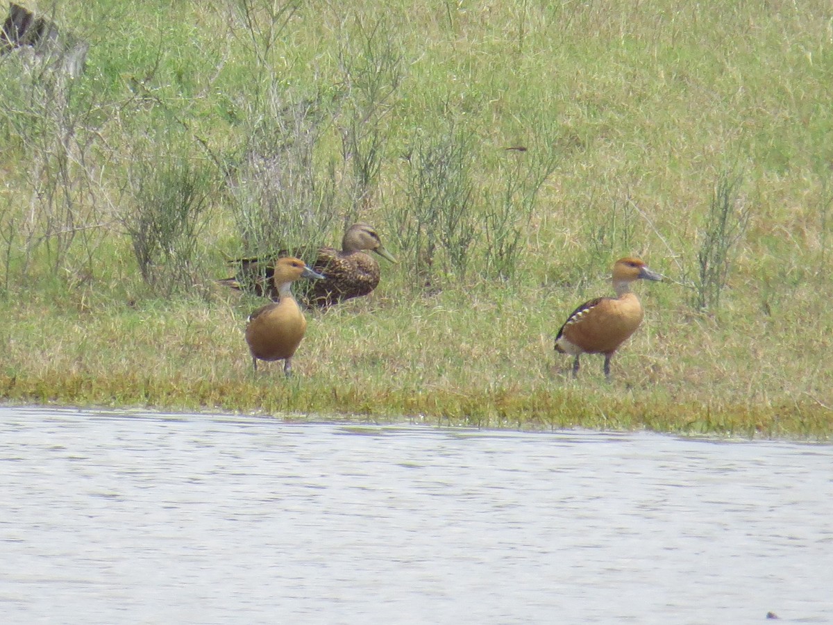 Fulvous Whistling-Duck - ML578135741