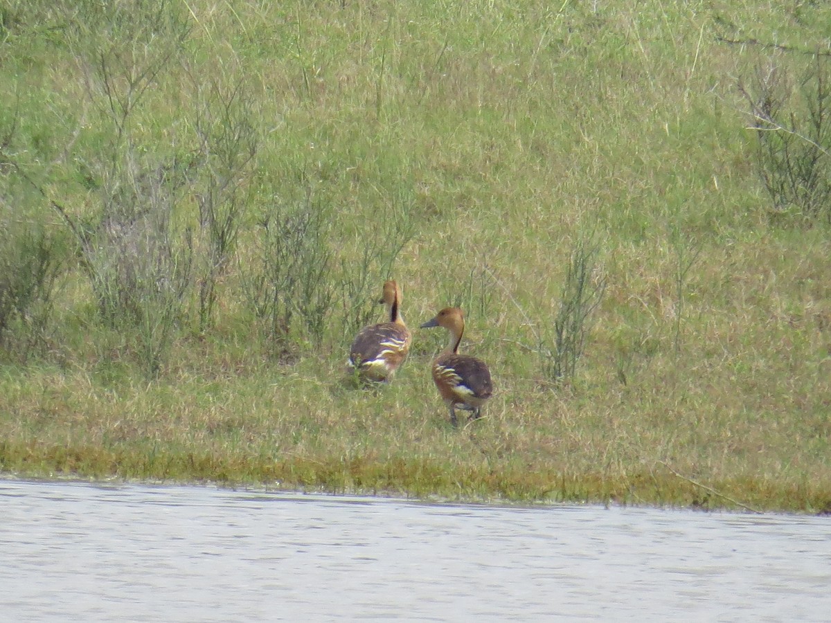 Fulvous Whistling-Duck - ML578135751
