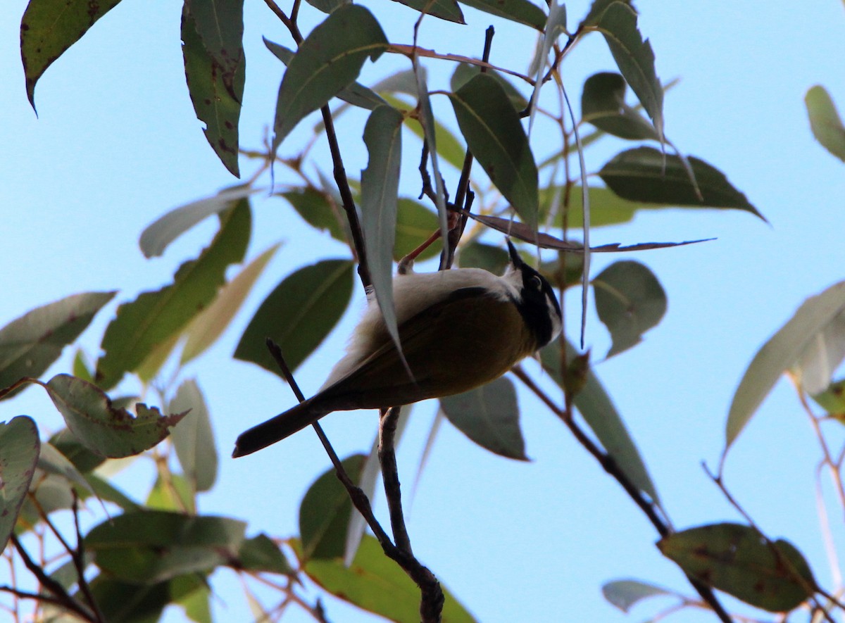 White-throated Honeyeater - ML57813611