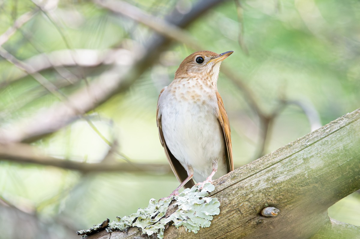 Veery - ML578136831