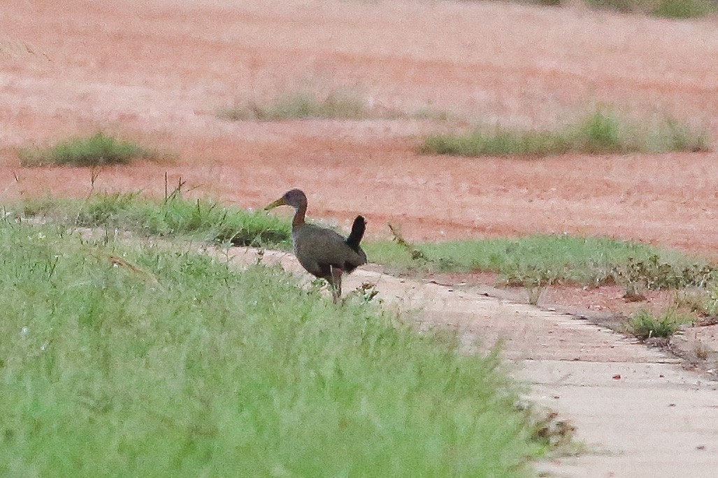 Giant Wood-Rail - ML578137571