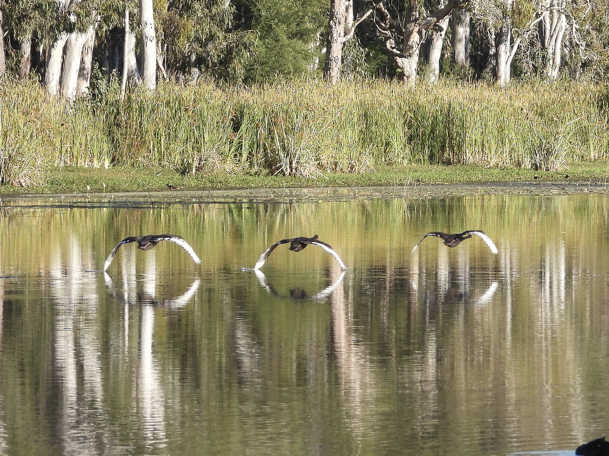 Black Swan - ML578137581