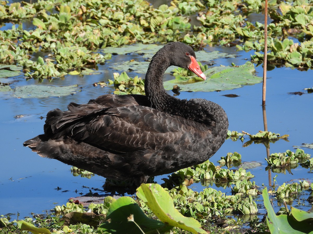 Black Swan - ML578137601