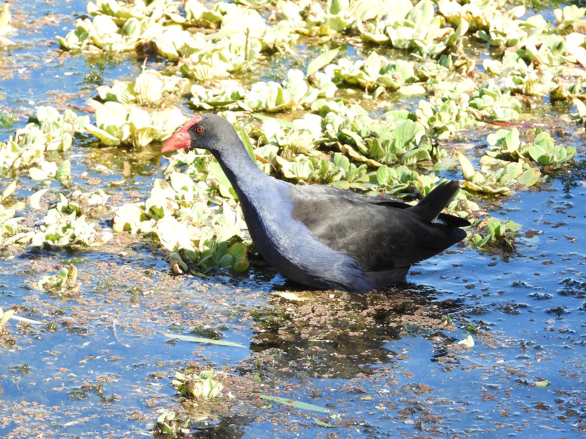 Australasian Swamphen - ML578138651