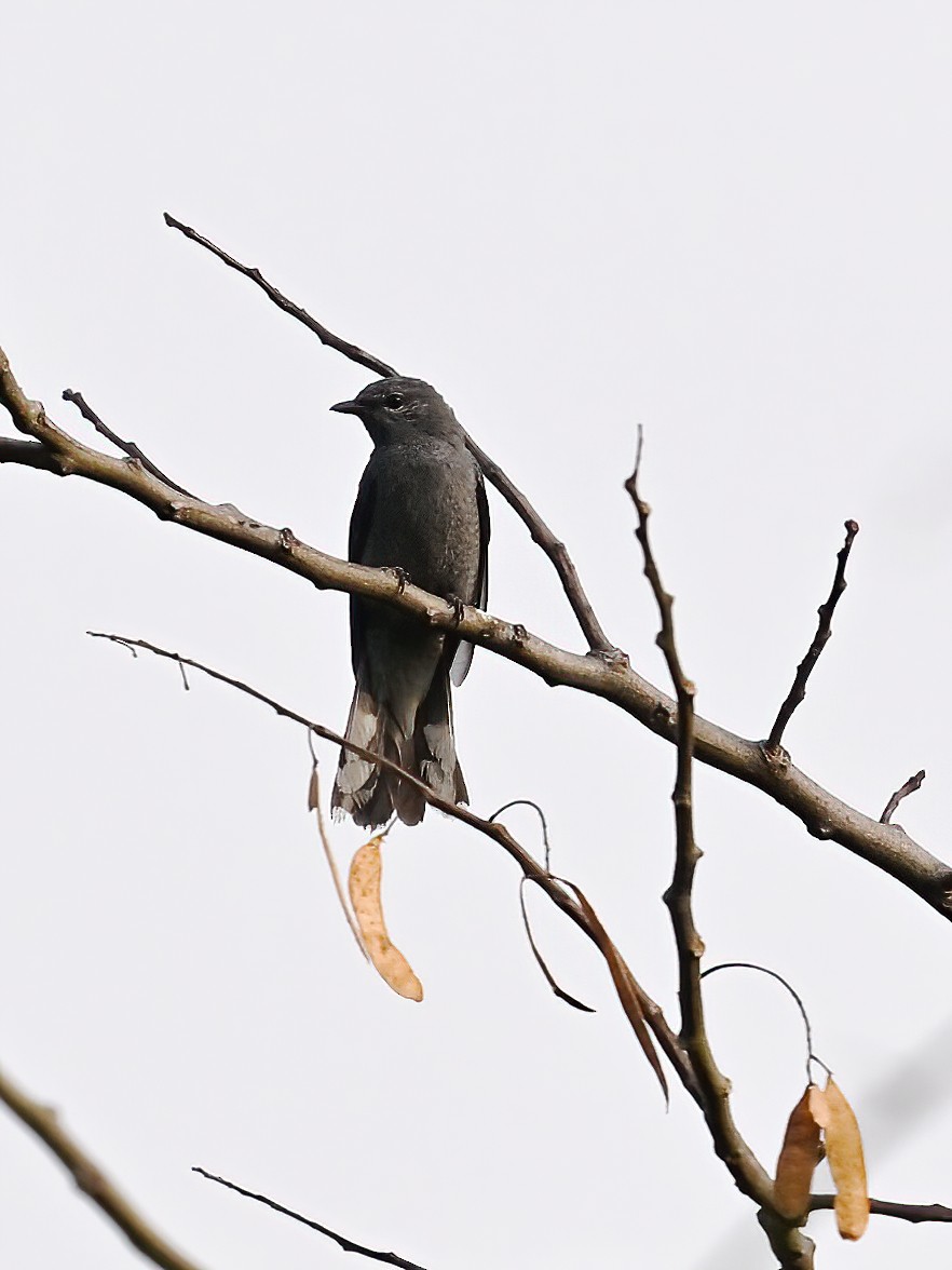 Black-winged Cuckooshrike - ML578138781