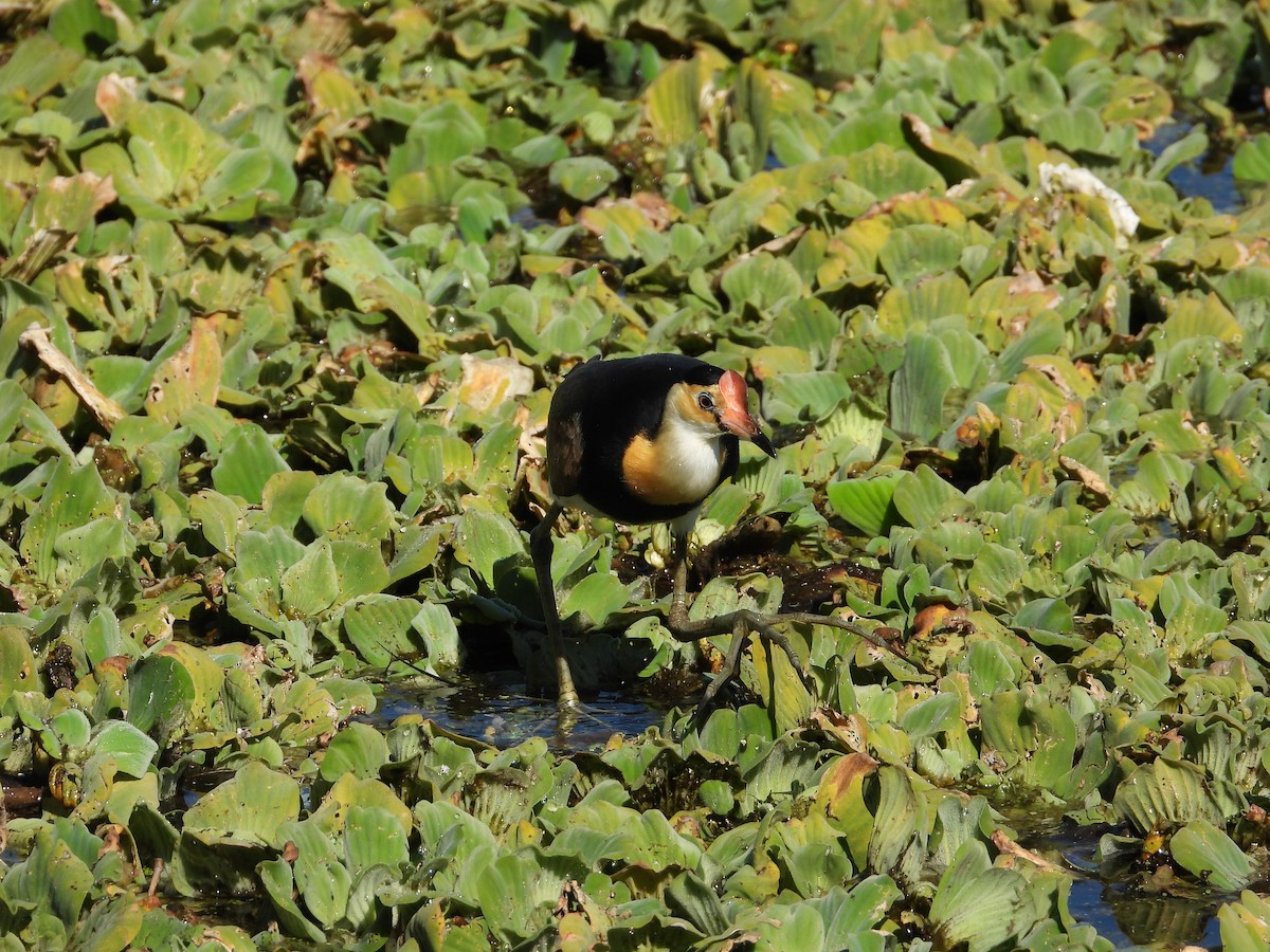 Comb-crested Jacana - ML578138871