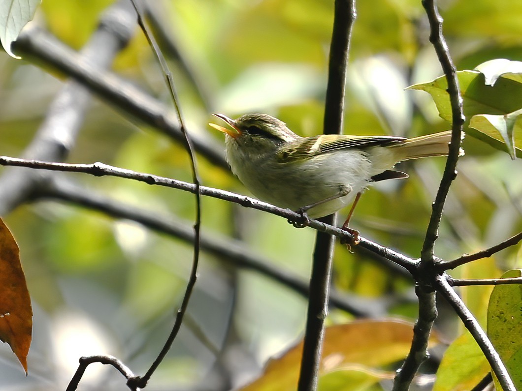 Davison's Leaf Warbler - ML578140371