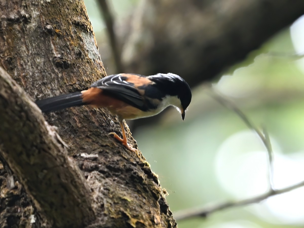 Rufous-backed Sibia - ML578140631