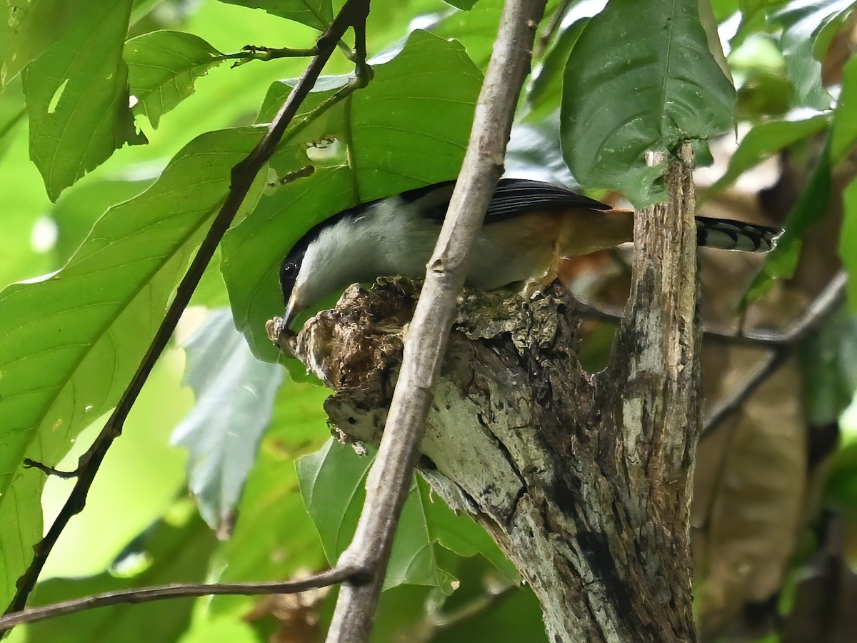 Rufous-backed Sibia - peng su