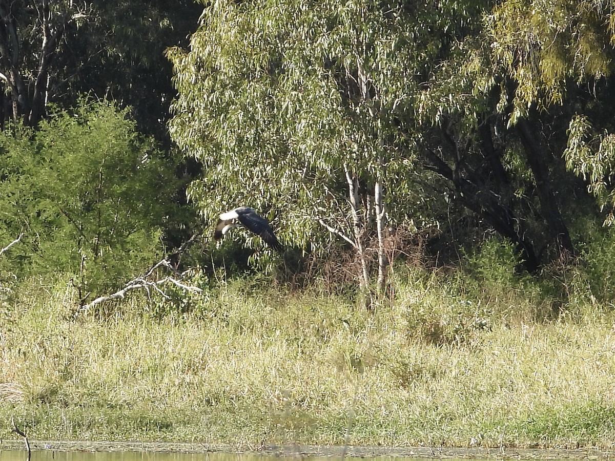 White-bellied Sea-Eagle - ML578141181